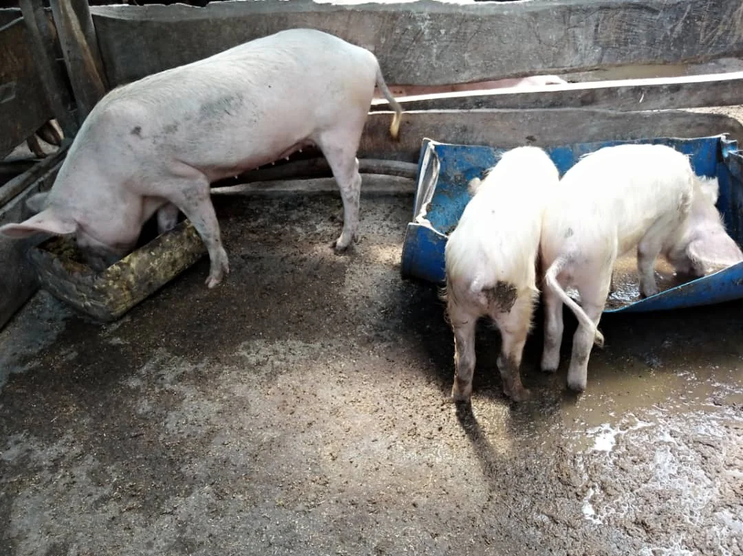 Rear A Pig